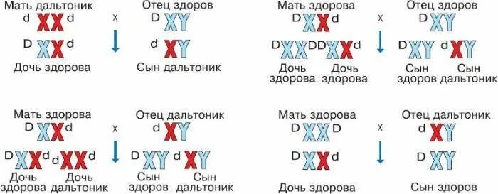 Наследование дальтонизма. Схема наследования дальтонизма. Наследование дальтонизма у человека. Как наследуется дальтонизм.