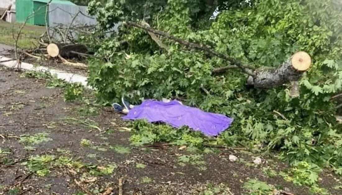 Дерево упало от ветра.