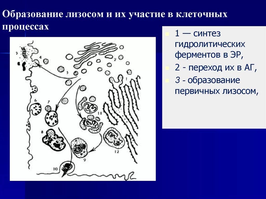 Образование лизосом рисунок