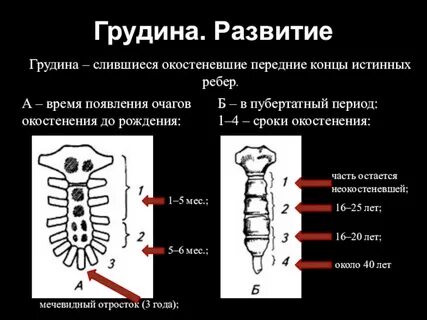 Грудная клетка у детей 3 лет