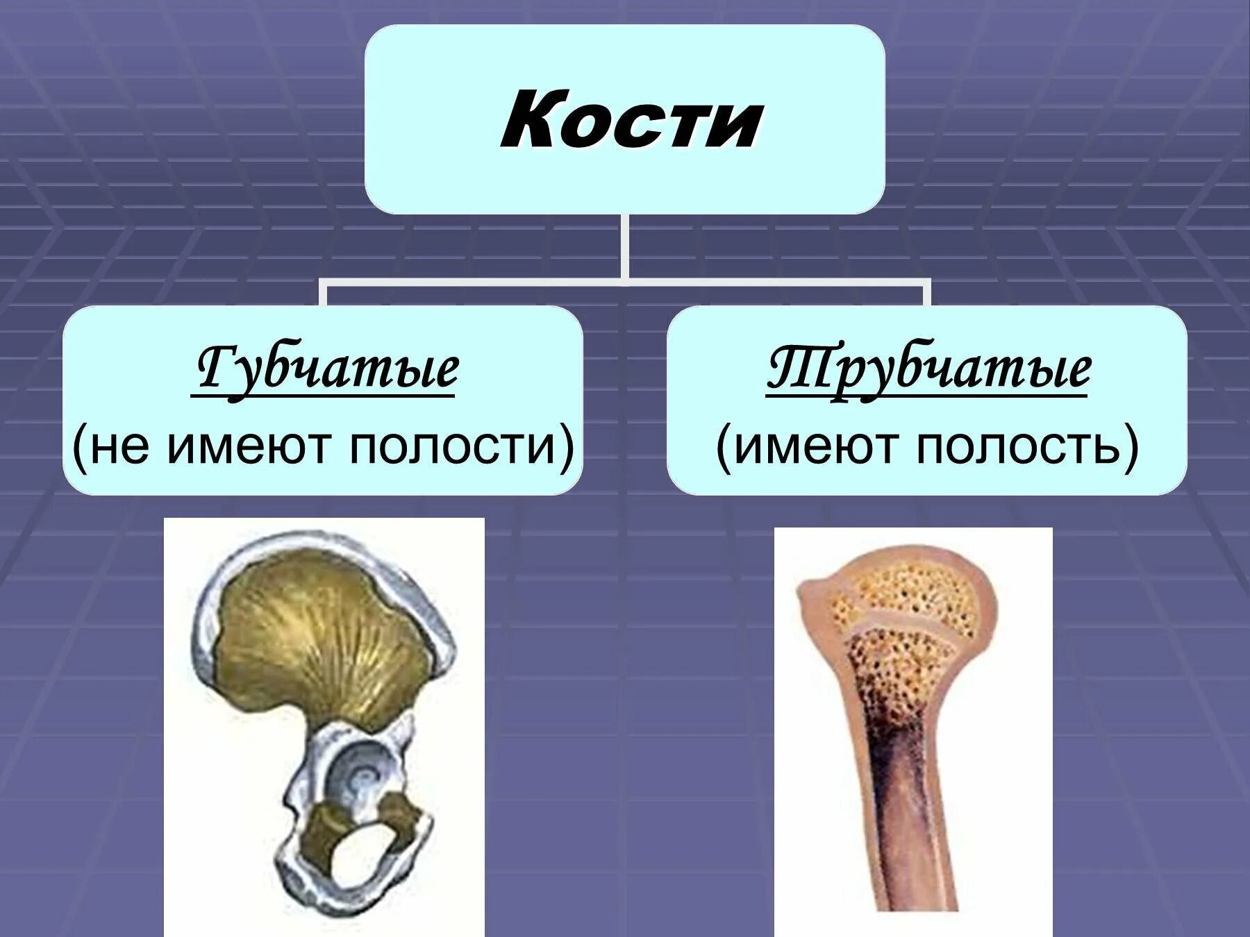 Укажите губчатые кости. Трубчатые и губчатые кости. Типы костей губчатые трубчатые. Трубчатая кость и губчатая кость. Плоские губчатые кости.