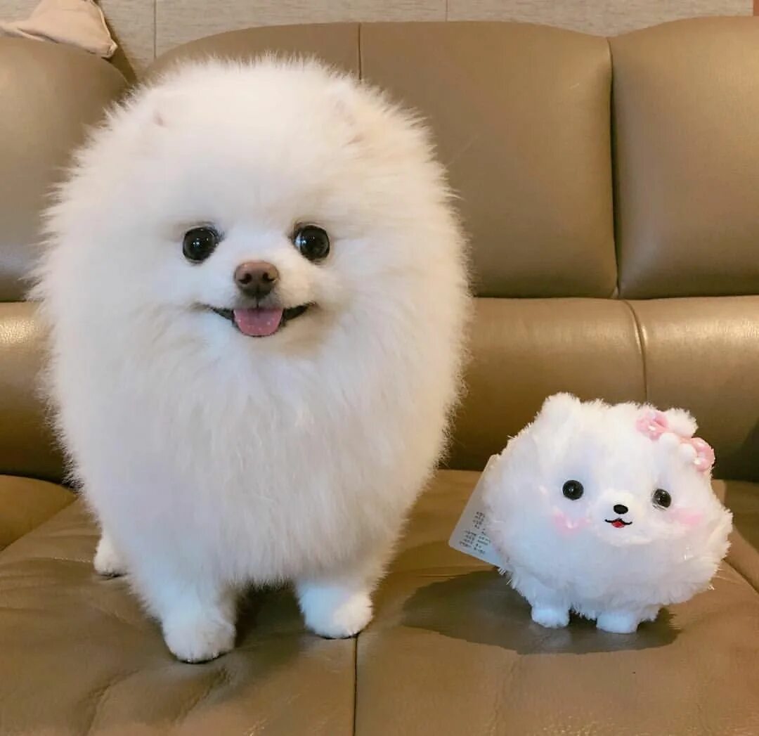 Шпиц померанский карликовый белый. Покажи самых пушистых собак. Померанский пуппи. Самые пушистые собачки. Покажи самых пушистых собак.
