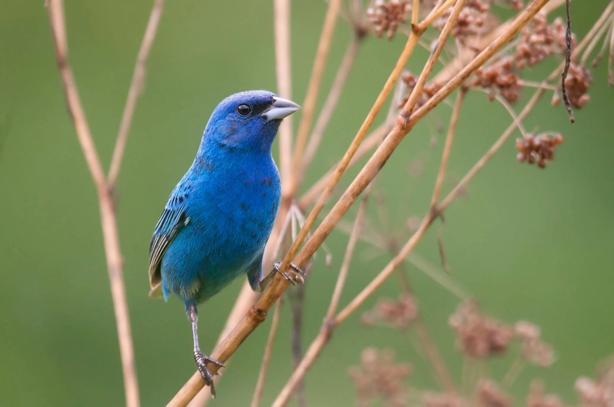 Passerina cyanea. Синяя птица Blue Canary. Синяя птица индиговидный овсяновый Кардинал. Синяя птица орнитология. Голубая канарейка песня