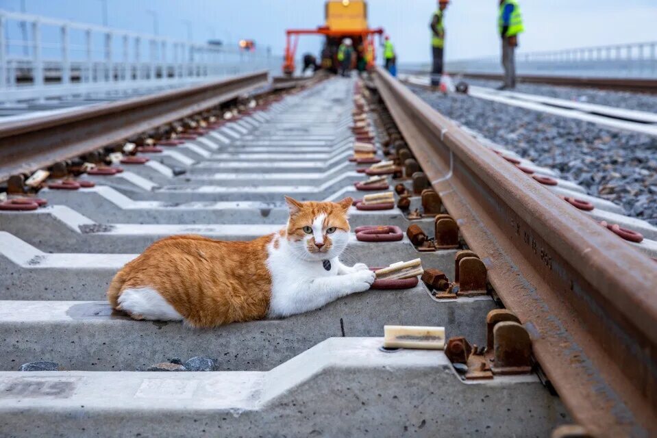 Cat most