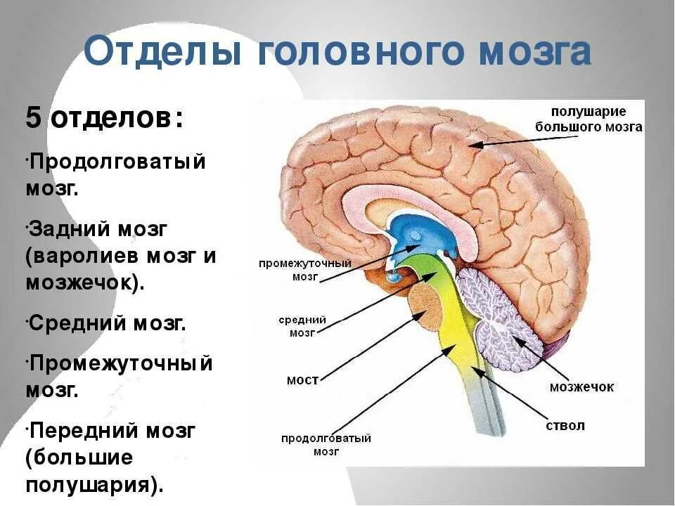 Продолговатый мозг строение отдела. Промежуточный мозг строение и функции таблица 8 класс. Промежуточный отдел головного мозга функции. Средний мозг продолговатый мозг промежуточный мозг функции. Отделы головного мозга. 8 Кл.