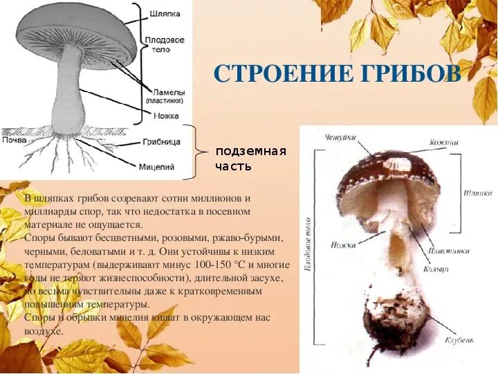 Строение съедобного гриба. Строение съедобного гриба