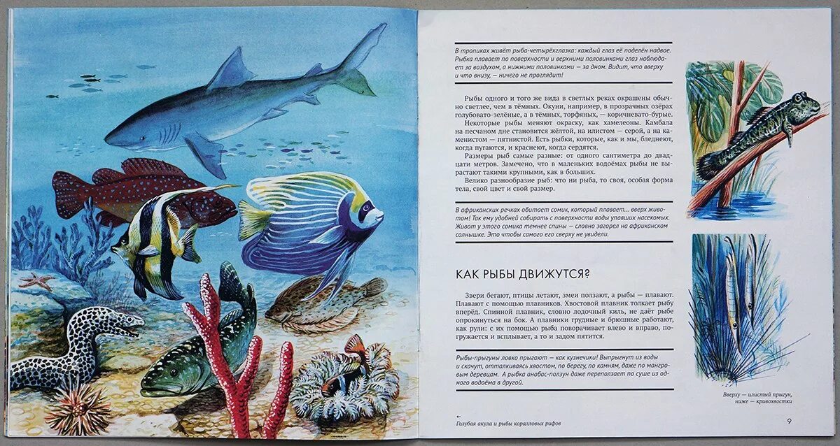 Книга Сладков рыбы. Рыба для детей. Прочитайте рыбе вода