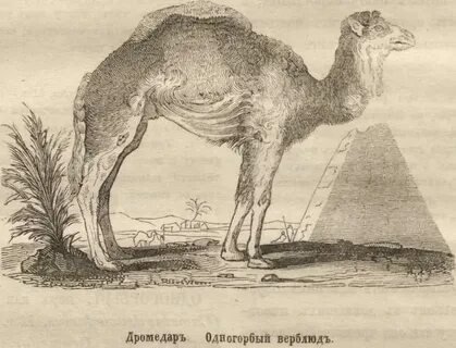 Исторический зверь