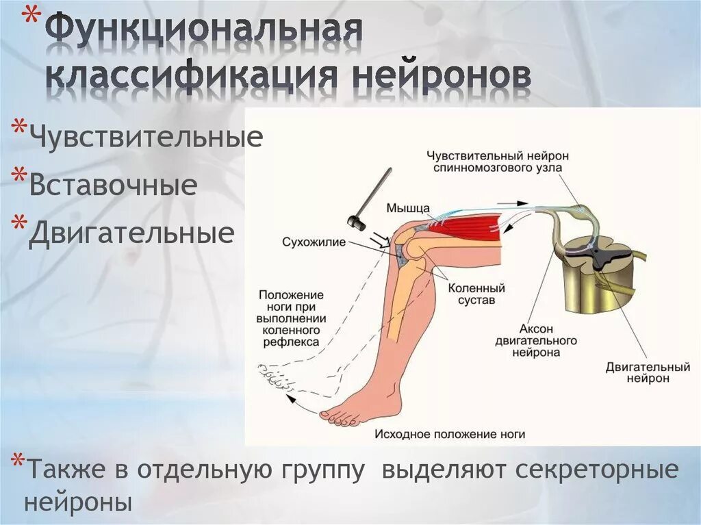 Рефлексы мышц. Коленный рефлекс 1-рецепторы. Функциональная классификация нервных клеток. Функциональная классификация нейронов. Коленный рефлекс классификация.