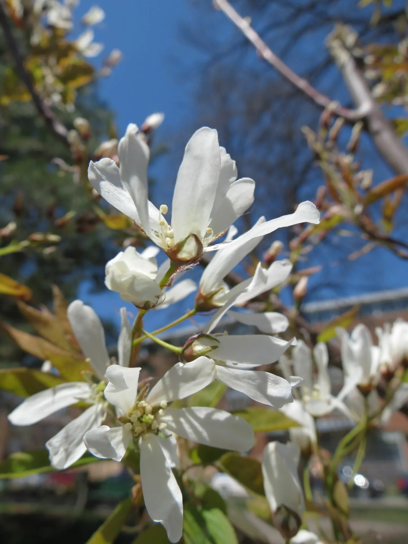 Магнолия кобус суланжа. Магнолия кобус. Магнолия кобус (magnolia. Магнолия кобус дерево. Магнолия кобус сорта.