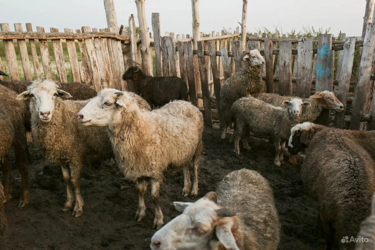 Балбас порода овец. Овцы. Много овец. Бараны 12. Северная ирландия овцы.