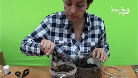 Посадка мир