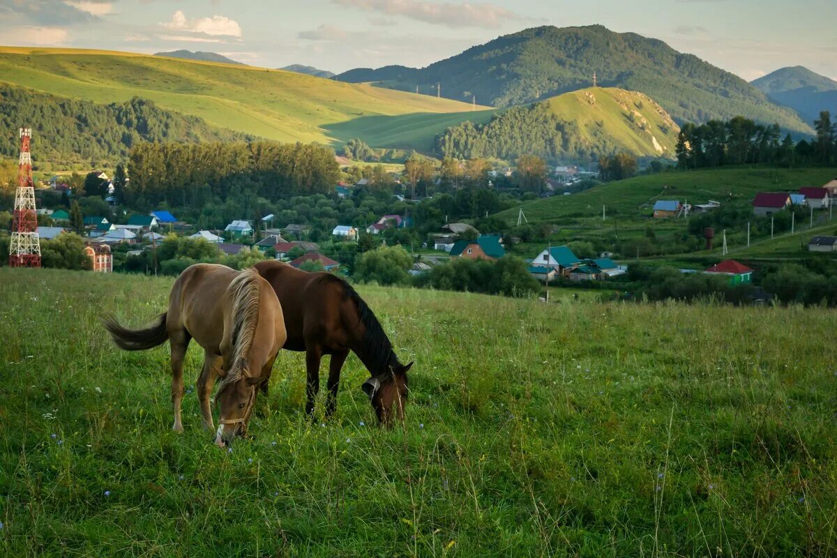 Села алтайского края
