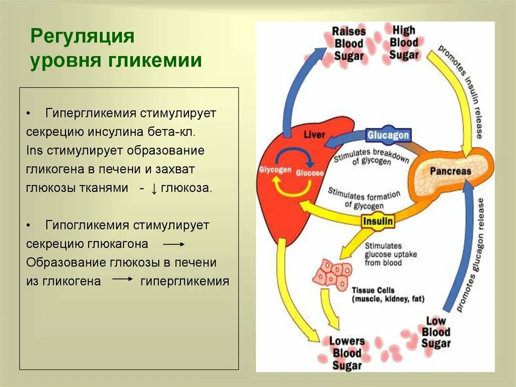 Регуляция уровня сахара в крови. Регуляция гликемии. Механизм регуляции Глюкозы в крови. Регуляция инсулина и глюкагона.