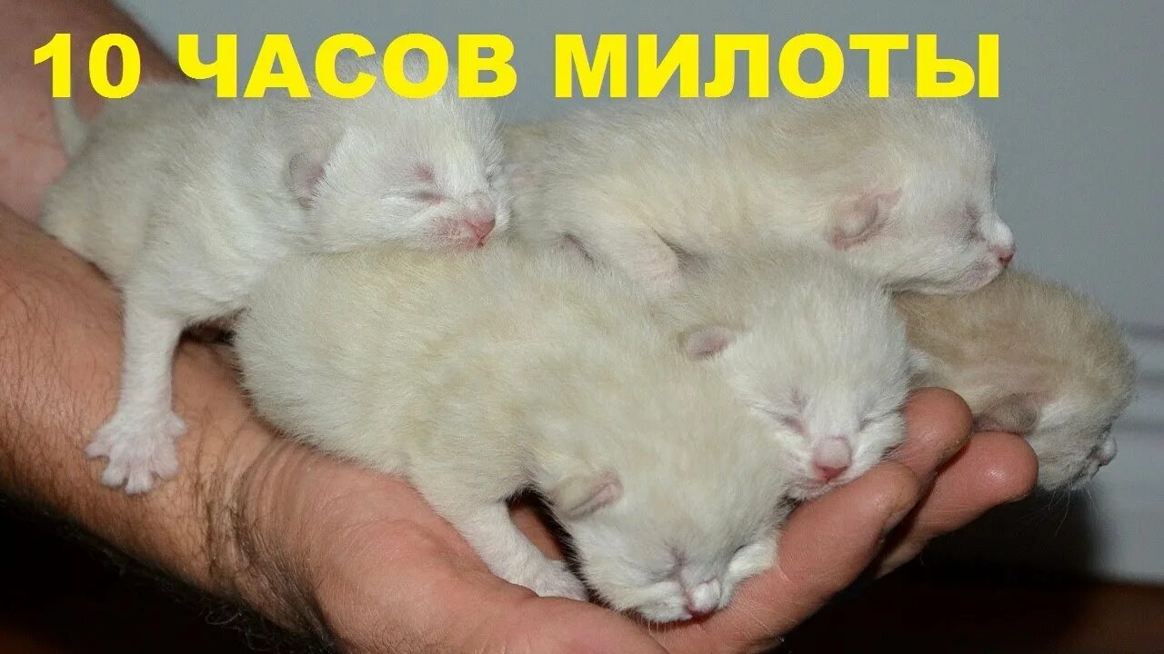 Котята зовут маму кошку слушать. Новорожденный белый котенок. Звук новорожденных котят. Мяуканье новорожденного котенка. Новорожденный котенок мяукает.