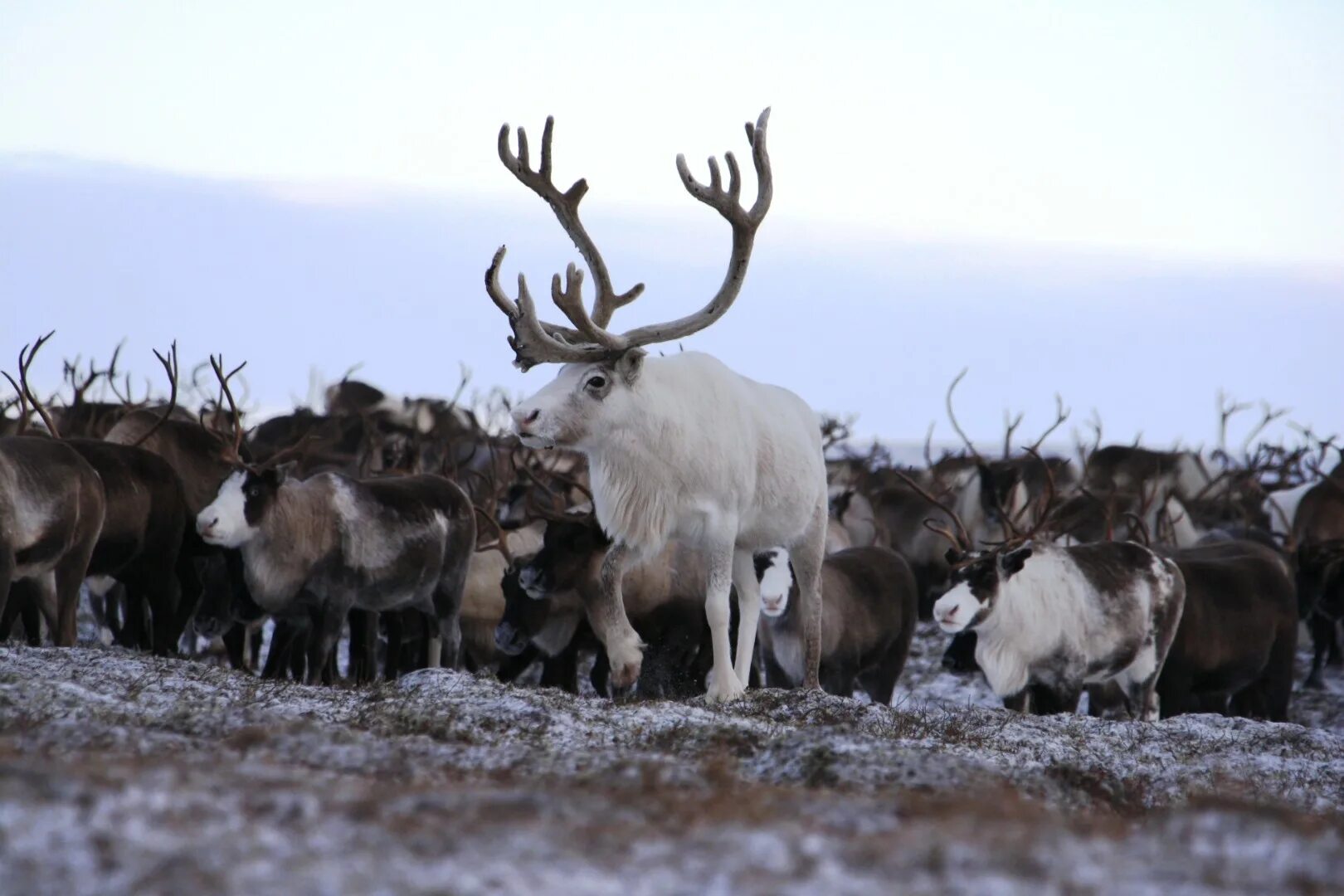 оленеводство в тундре. чукотский автономный округ оленеводство. какое животноводство в тундре. пастбищное животноводство австралии. какое животноводство в тундре.