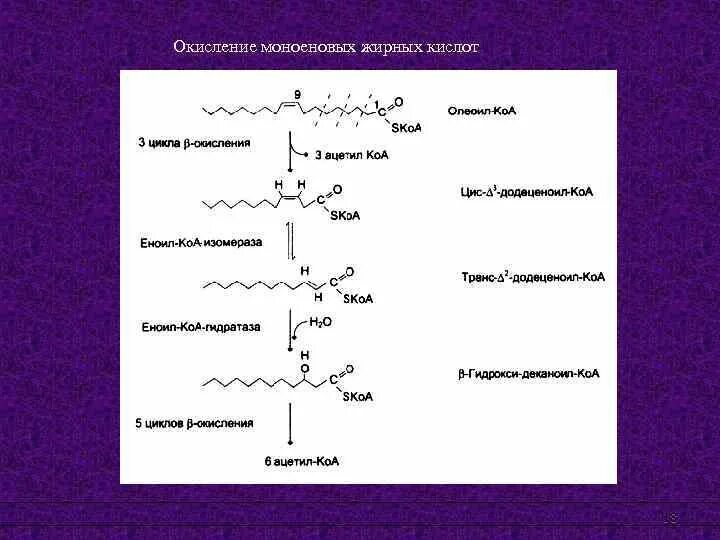 Окисление жирных кислот фермент. Альфа окисление жирных кислот. Гамма окисление жирных кислот. Роль Альфа-окисления жирных кислот:. Омега окисление жирных кислот.