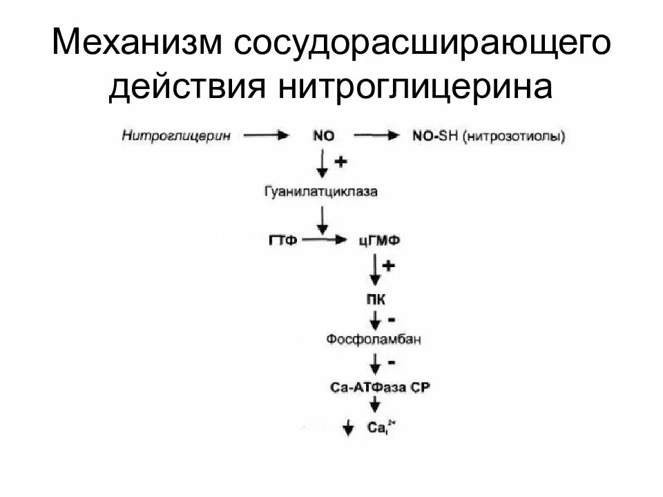 Механизм антиангинального действия нитроглицерина. Механизм антиангинального действия нитроглицерина схема. Возможные механизмы антиангинального действия нитроглицерина. Механизм антиангинального действия нитратов.