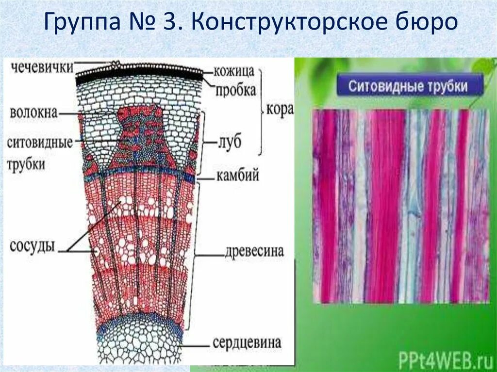 Ситовидные трубки в корнях растений