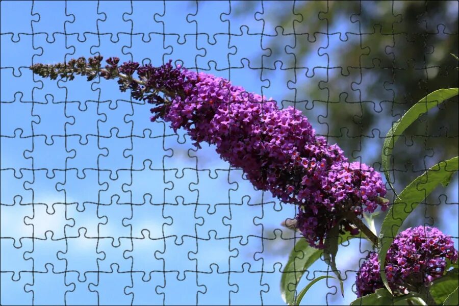 Куст с лиловыми цветками