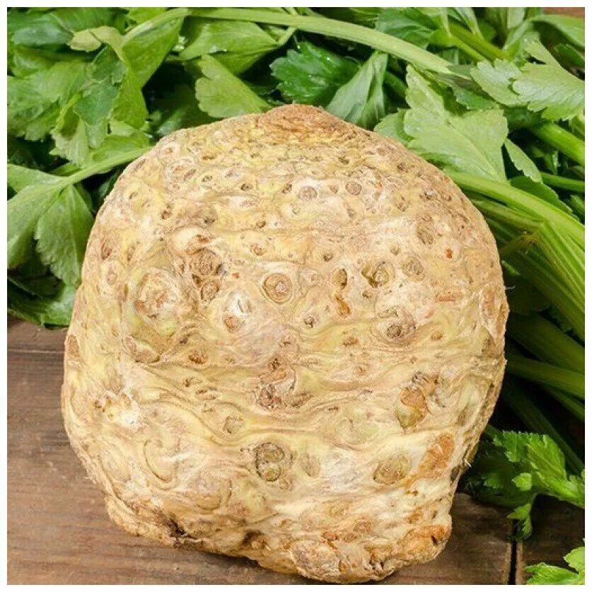 жареный корень сельдерея. печеный корень сельдерея. сельдерей корневой блюда. запеченный корень сельдерея. корень сельдерея приготовление.