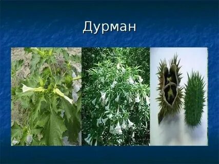 К какой группе относится дурман обыкновенный