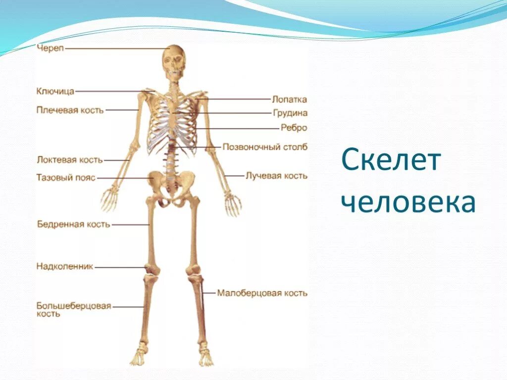 Подпишите названия костей скелета