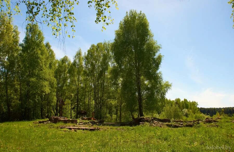 прилепы минская область