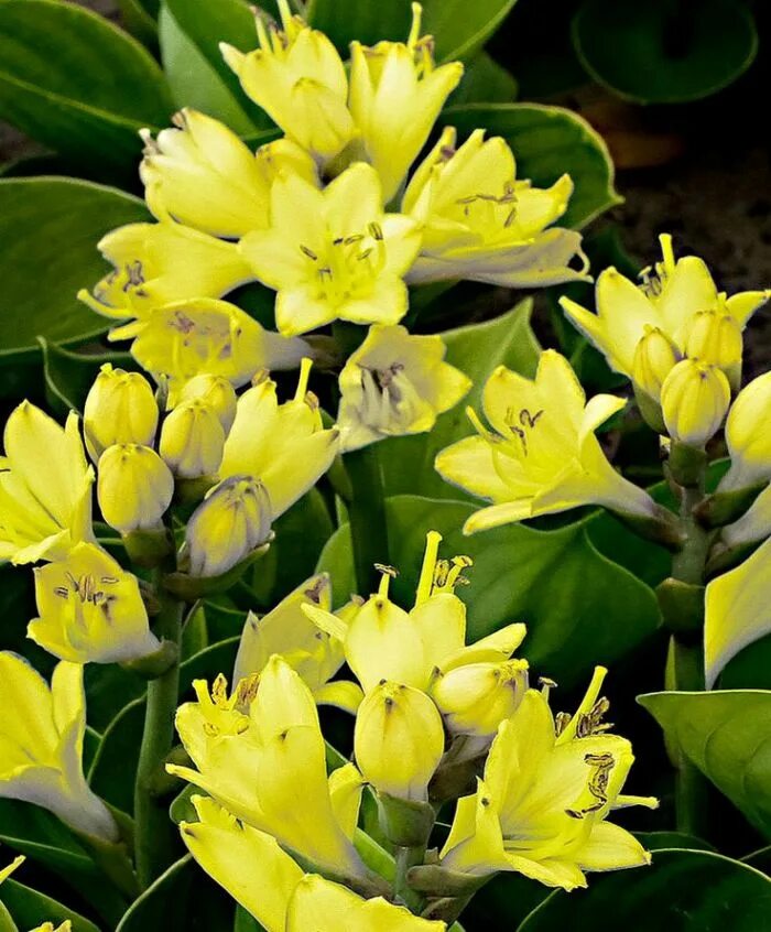 Хоста миракл. Хоста миракл лемони. hosta miracle lemony. хоста лимонное чудо.