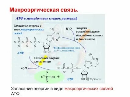 Гидролиз макроэргических связей