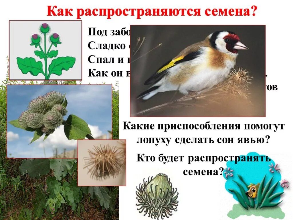 Распространение семян и плодов лопух. Семена лопуха распространяются. Семя лопуха приспособительные признаки. Приспособления к распространению плодов и семян. Распространение плодов и семян.
