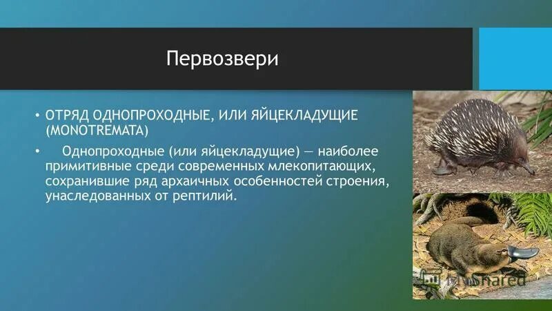 Яйцекладущих пресмыкающихся. Первозвери однопроходные яйцекладущие. Первозвери (однопроходные или Клоачные);. Отряд Первозвери представители. Первозвери ареал.