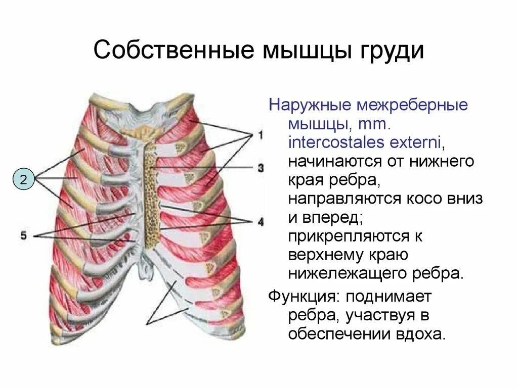 Наружные и внутренние межреберные мышцы. Наружные и внутренние межреберные мышцы анатомия. Наружные межреберные мышцы анатомия. Наружные межреберные мышцы mm. Intercostales externi.