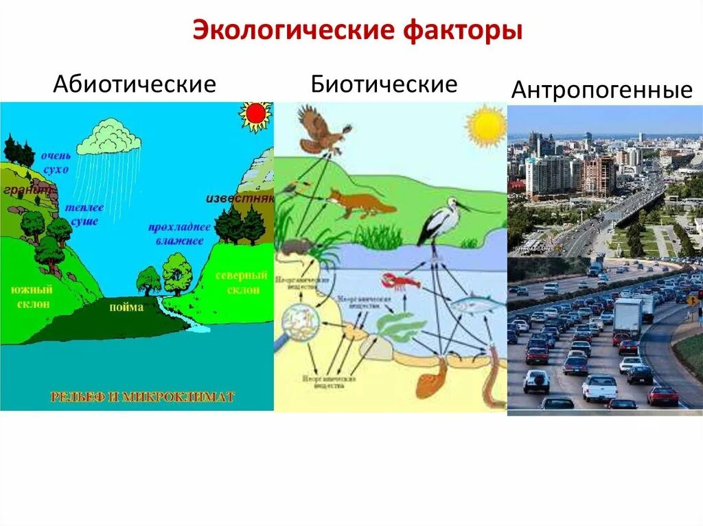 Перечислите биотические и антропогенные факторы. Экологические факторы абиотические факторы. Факторы среды абиотические биотические антропогенные. Экологические факторы биотические факторы. Экологические факторы это факторы.