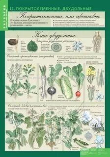 Система растений биология 7 класс