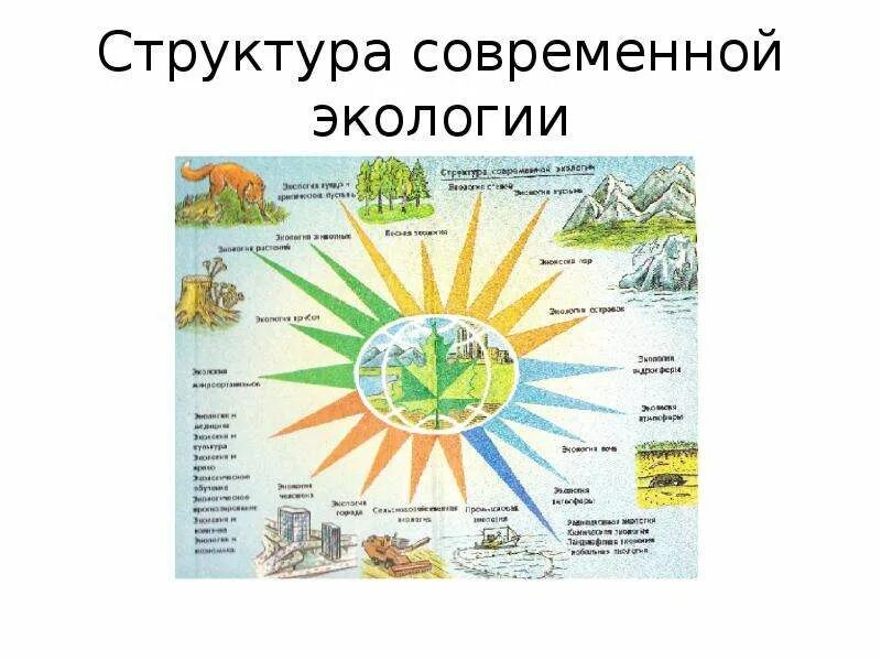 Структура современной экологии. Экология структура экологии рисунок. Структура современной экологии схема. Основные разделы современной экологии.