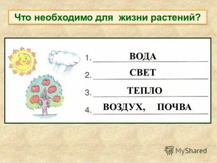 Газ необходимый для жизни растений