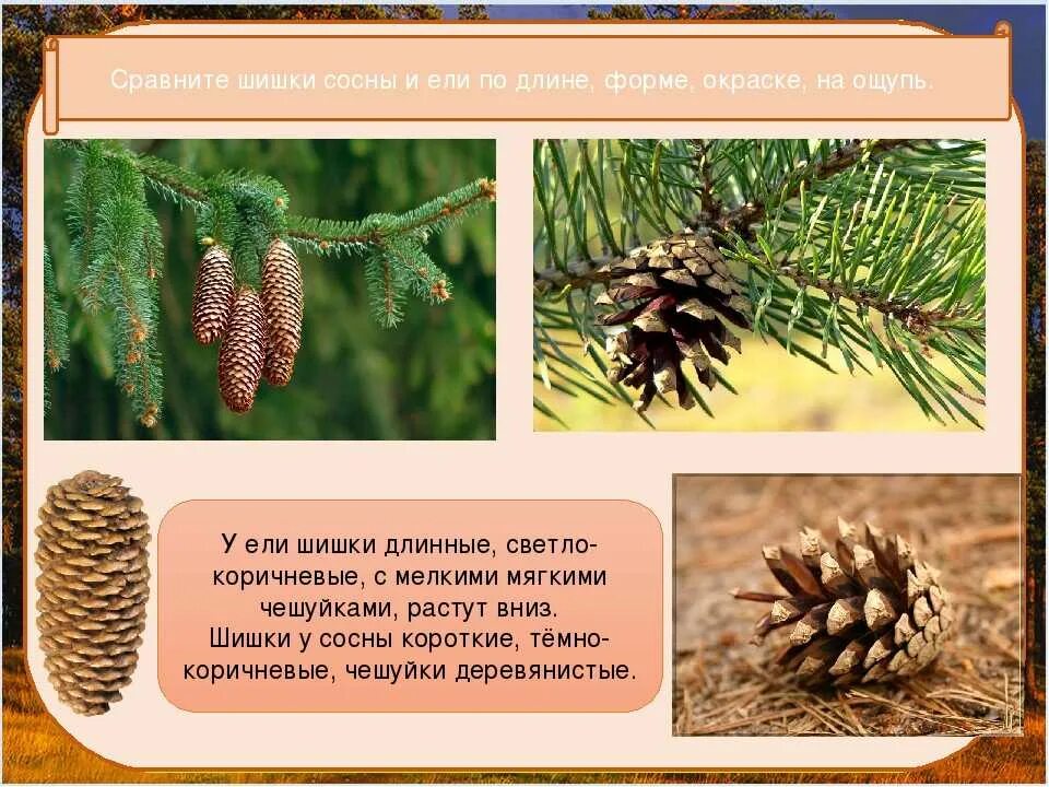 Образ жизни ели. Шишки ели и сосны. Шишки ели описание. Шишка ели и сосны различия. Описание шишки сосны.