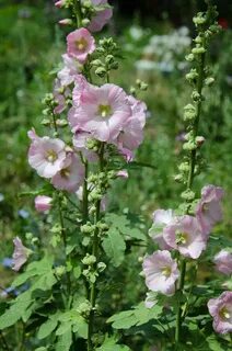Mallow