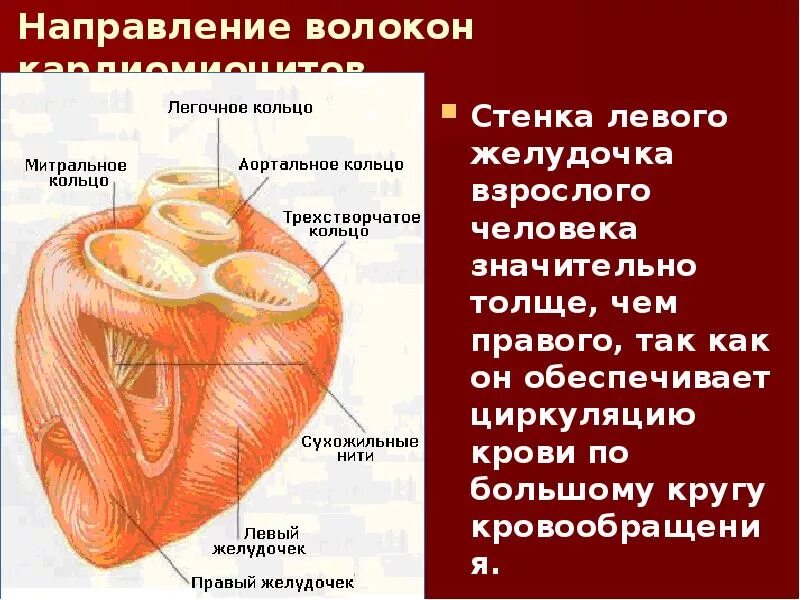 Стенки левого желудочка. Стенки правого желудочка сердца. Стенки левого желудочка сердца. Строение стенок левого желудочка.