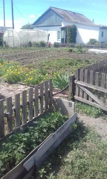 Село большой атмас омская область. Плодопитомник ишим. Черлакский питомник. Совхоз острогожский. Сбор малины в саду.