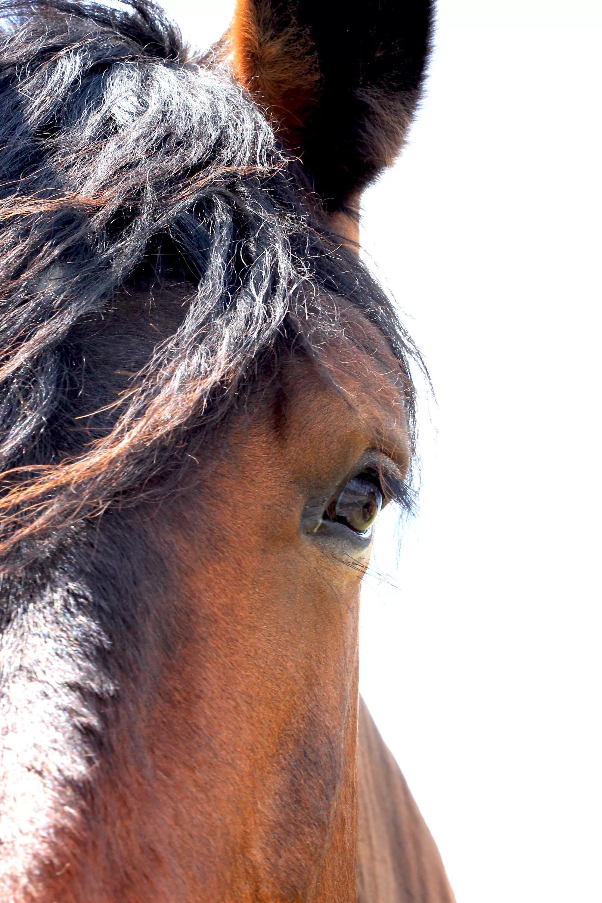 Horse hair. Прически для лошадей. Лицо лошади. Грива лошади. Волосы лошади.