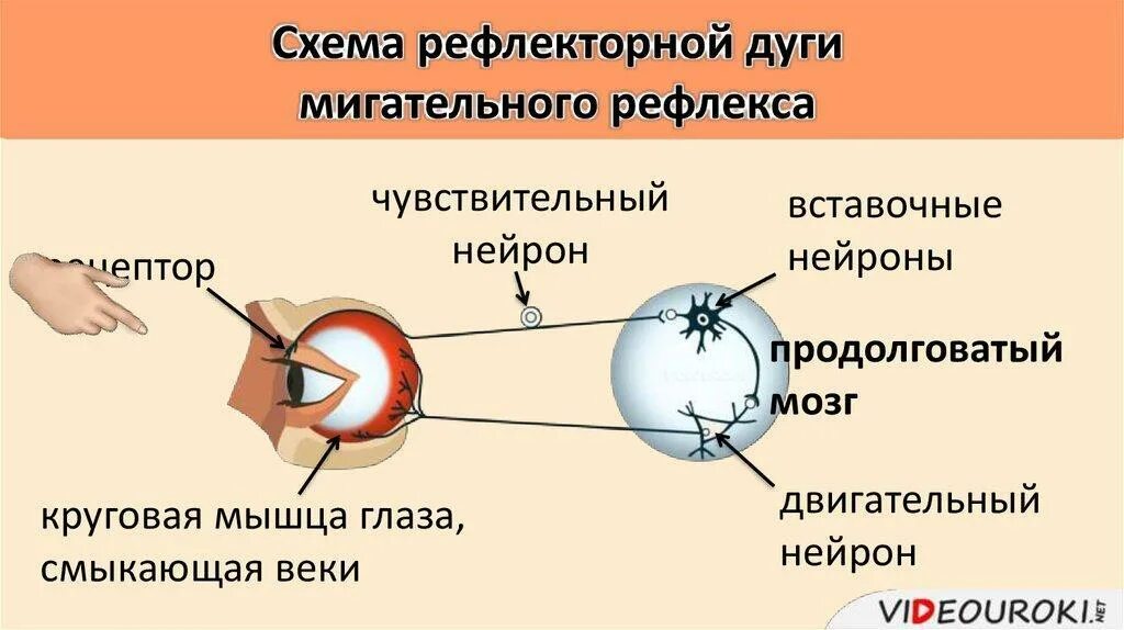 Схема дуги мигательного рефлекса. Схема рефлекторной дуги шагательного рефлекса.. Рефлекторная мигательного рефлекса. Схема рефлекторной дуги мигательного рефлекса.