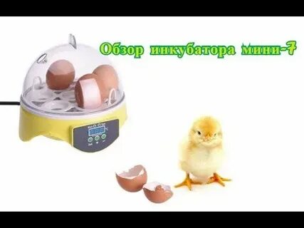 Инкубатор цыплята видео