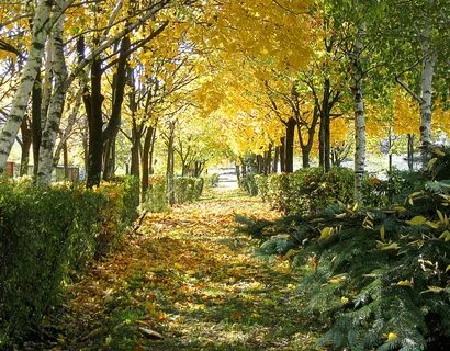 Аллея осени