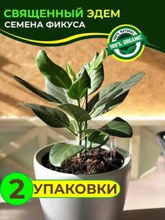 Фикусы 4