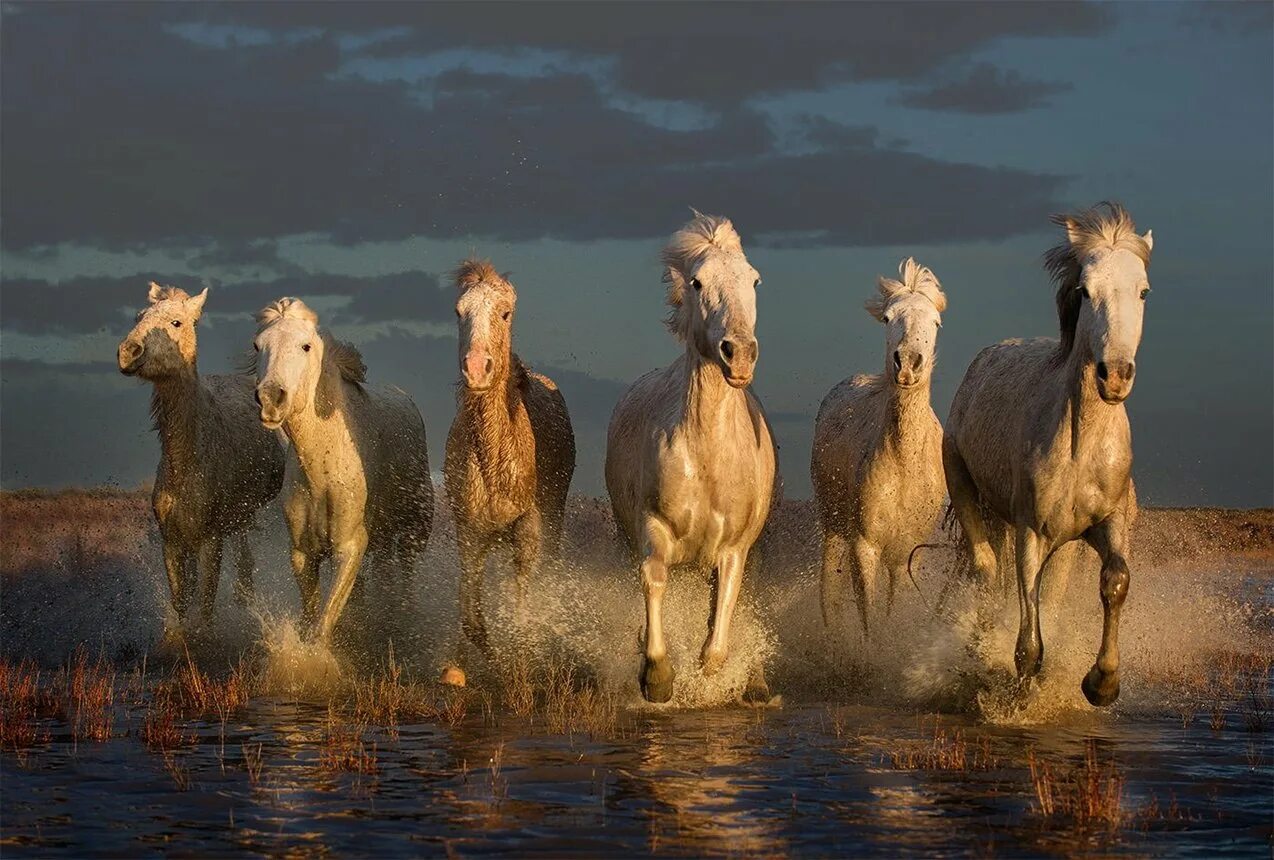 Картинки хороших лошадей. Камаргу порода лошадей. Табун лошадей. Лошадь бежит. Стадо лошадей.