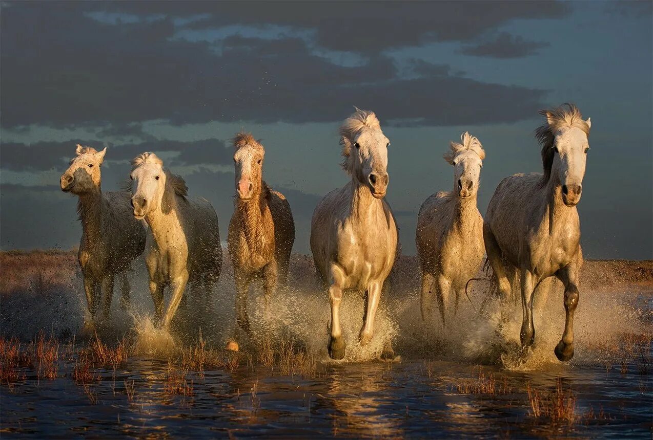 Horse pictures. Камаргу порода лошадей. Табун лошадей. Лошадь бежит. Стадо лошадей.