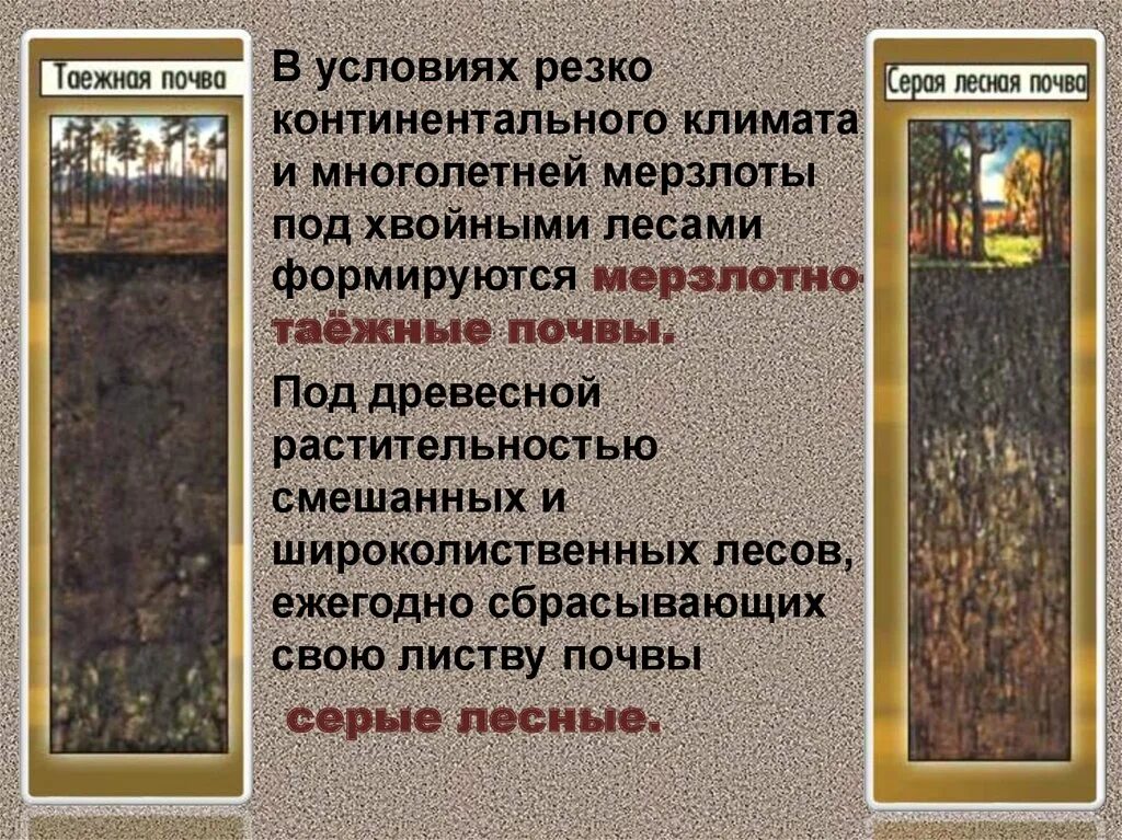 Мерзлотно-Таежные почвы. Мерзлотно-Таежные почвы России. Мерзлотно-Таежные почвы гумус. Мерзлотно-Таежные почвы характеристика.