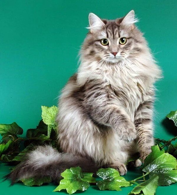 Сибирские кошки - Породы кошек с фотографиями - Котостудия